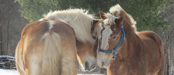 2 belgian draft horses